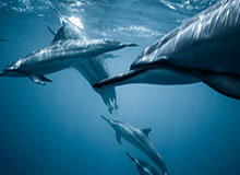 开云APP：让云端生活触手可及的全场景助手